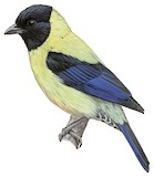 Black-headed Tanager Illustration