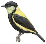 Straw-backed Tanager Illustration