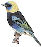 Golden-hooded Tanager Illustration