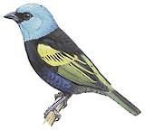 Blue-necked Tanager Illustration