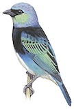 Masked Tanager Illustration