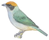 Scrub Tanager Illustration