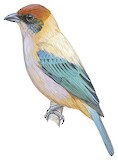 Lesser Antillean Tanager Illustration