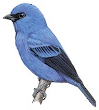 Blue-and-black Tanager Illustration