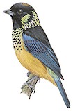 Spangle-cheeked Tanager Illustration