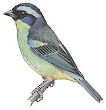 Blue-browed Tanager Illustration