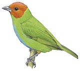 Bay-headed Tanager Illustration