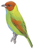 Rufous-winged Tanager Illustration