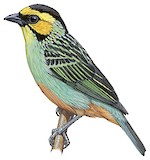 Golden-eared Tanager Illustration