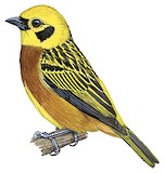 Golden Tanager Illustration