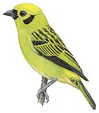 Emerald Tanager Illustration