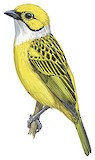 Silver-throated Tanager Illustration