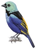 Seven-colored Tanager Illustration