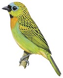 Brassy-breasted Tanager Illustration