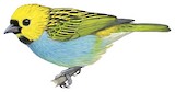 Gilt-edged Tanager Illustration