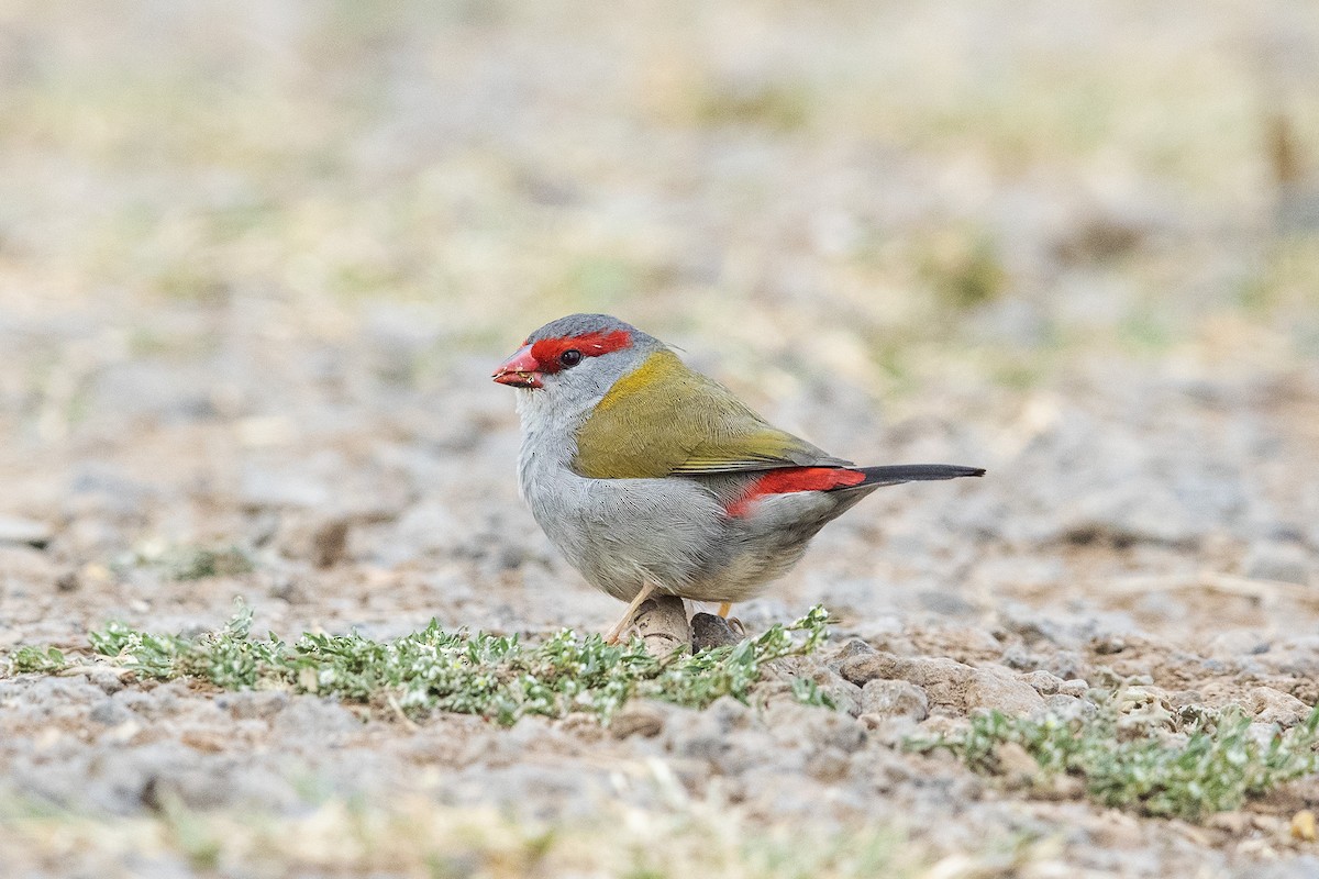 Red-browed Firetail - Brian  Aherne
