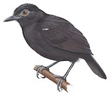 White-shouldered Antbird Illustration