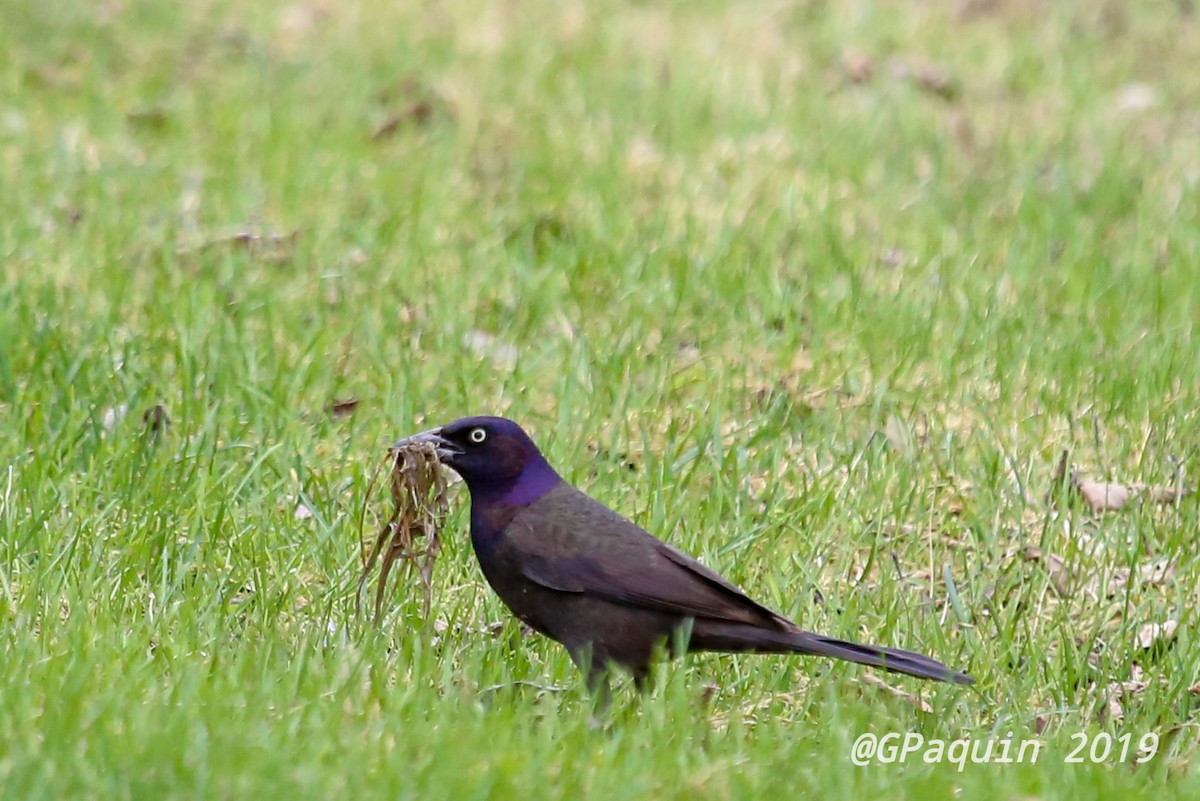 Common Grackle - Guy Paquin