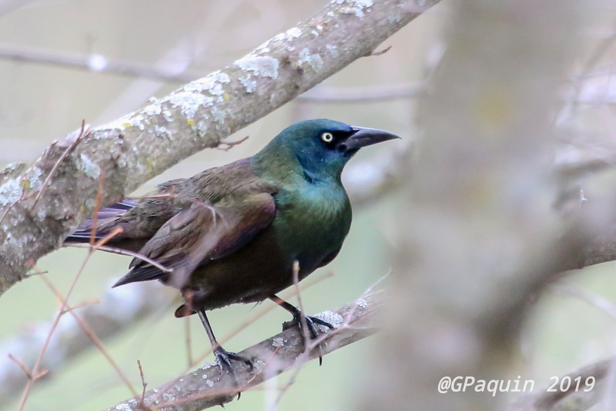 Common Grackle - Guy Paquin