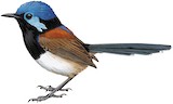 Purple-backed Fairywren Illustration