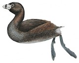 Atitlan Grebe Illustration