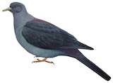 Bonin Wood Pigeon Illustration