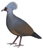 Choiseul Pigeon Illustration