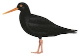 Canary Islands Oystercatcher Illustration