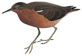 Moorea Sandpiper Illustration