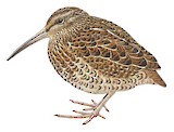 South Island Snipe Illustration