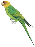 Carolina Parakeet Illustration