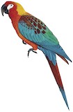 Cuban Macaw Illustration