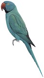 Newton's Parakeet Illustration