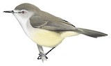 Lord Howe Gerygone Illustration