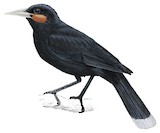 Huia Illustration