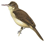 Pagan Reed Warbler Illustration