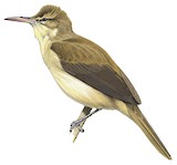 Mangareva Reed Warbler Illustration