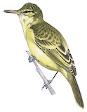 Garrett's Reed Warbler Illustration