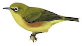 Marianne White-eye Illustration