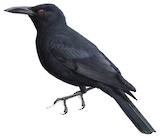 Kosrae Starling Illustration