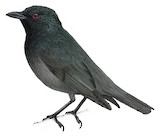 Tasman Starling Illustration