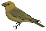 Lesser Koa Finch Illustration