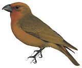 Greater Koa Finch Illustration