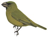 Kona Grosbeak Illustration