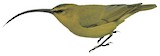 Kauai Akialoa Illustration