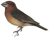 Bonin Grosbeak Illustration