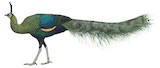 Green Peafowl Illustration