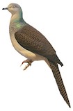 Barred Cuckoo-Dove Illustration