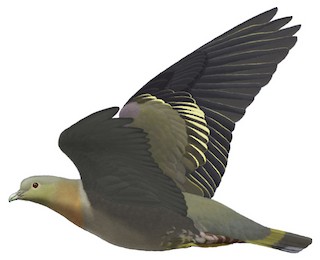 Yellow-footed Green-Pigeon - Treron phoenicopterus - Birds of the World