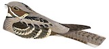 Large-tailed Nightjar Illustration